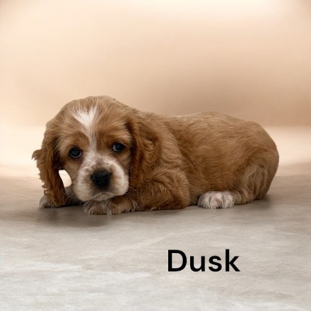 puppy, for, sale, Cocker Spaniel, Joe & Cherri  Overlease, dog, breeder, Miller, MO, dog-breeder, puppy-for-sale, forsale, nearby, find, puppyfind, locator, puppylocator, aca